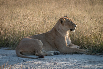 Fototapeta na wymiar A female Lion resting on the road.