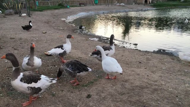 Aşık Veysel Rekreasyon Alanı G&ouml;leti ve Kazlar Bornova, Izmir Sunset
