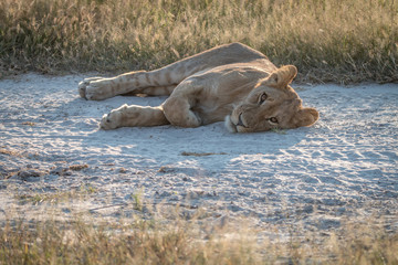 A Lion cub sleeping on the side of the road.