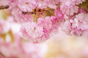 Fresh pink flowers of sakura growing in the garden, natural spring outdoor background