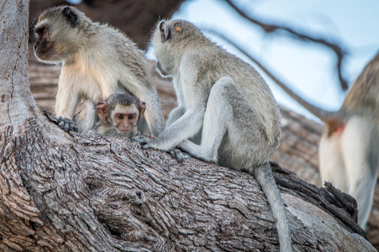 Several Vervet monkeys resting on a tree.