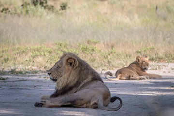 Two Lions resting on the road.