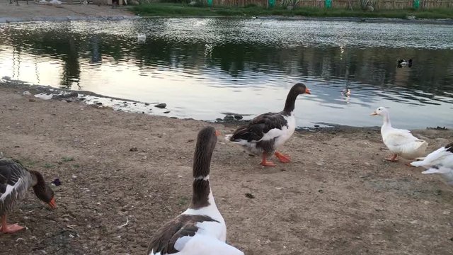 Aşık Veysel Rekreasyon Alanı G&ouml;leti ve &Ouml;rdekler Bornova, Izmir Ducks