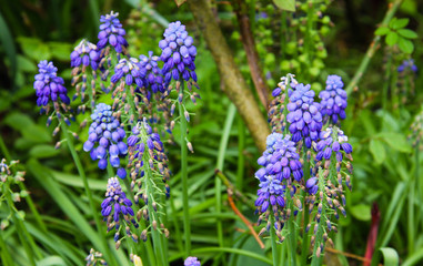 Blue muscari closeup