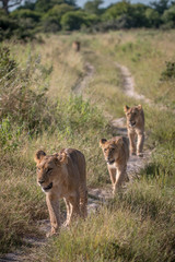 Fototapeta na wymiar A pride of Lions walking on the road.