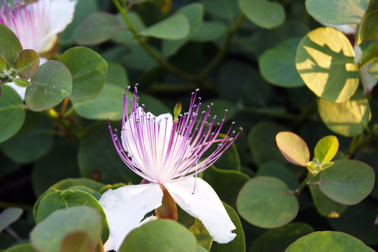 The flowering bush of a caper