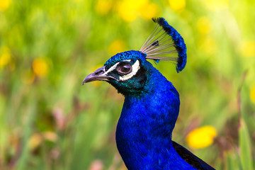 Peacock ordinary close-up