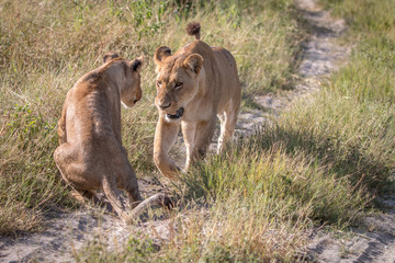 Two Lions bonding on the road.