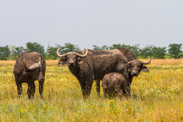 Obraz premium The family of Kafr buffaloes in the steppe looks at the photographer