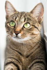 Naklejka na ściany i meble A cat with large green eyes lies on a windowsill. Cat's look