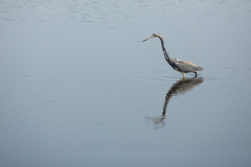 Tricolored heron wading in a pond at Merritt Island, Florida.