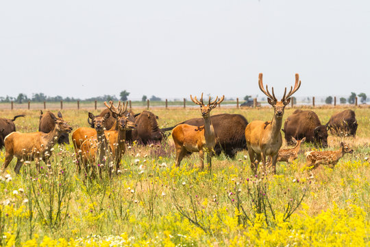 A herd of noble deer graze in the steppe.
