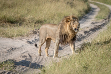 Obraz na płótnie Canvas A male Lion walking on the road.