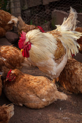 Rooster and chickens in a chicken pen.