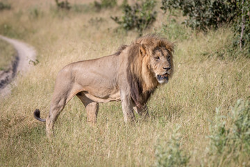 A male Lion walking in the grass.