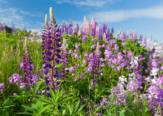 Lupins growing in a ditch along a farm field in rural America.