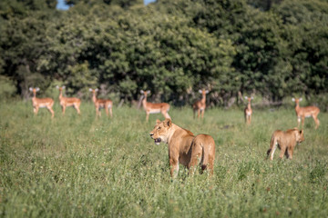 A Lion with Impalas on the background.