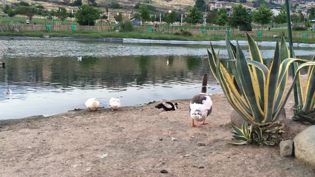 Aşık Veysel Rekreasyon Alanı G&ouml;leti ve Kazlar Bornova, Izmir Sunset