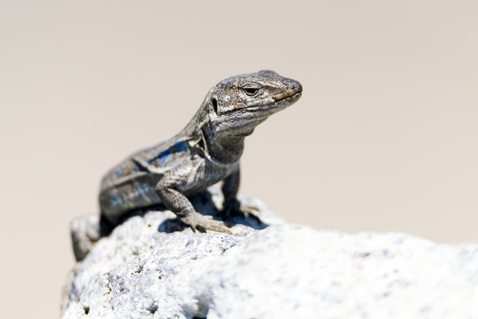 Tizon lizard in Tenerife, Canary Islands. Gallotia Galloti