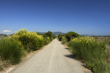 maremma