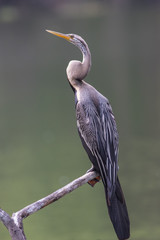 Oriental Darter, Keoladeo National Park, Rajasthan, India