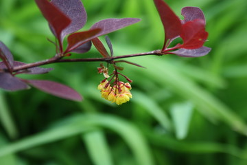 BARBERRY
