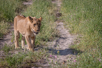 A Lion cub walking towards the camera.