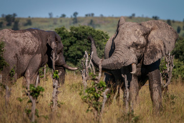 Fototapeta premium An Elephant full of mud smelling around.
