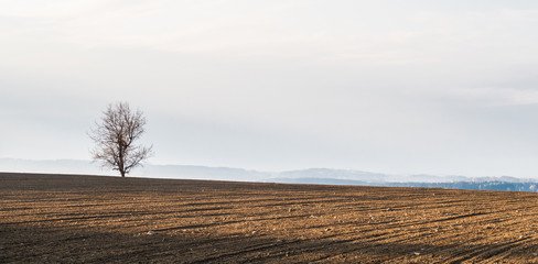 Obraz premium Solitary tree standing on the horizon of a field full of morning sun. Romantic spring landscape with brown soil and mist in the distance.