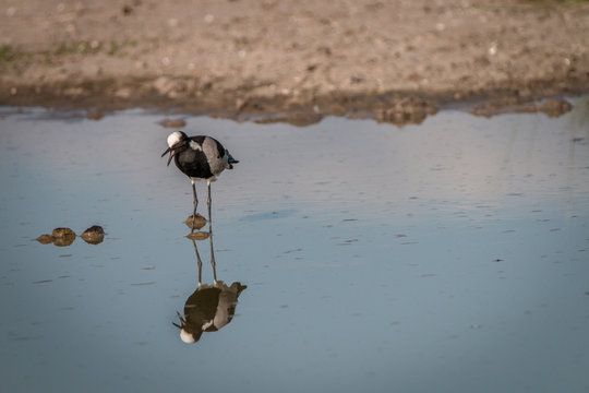 A Blacksmith lapwing standing in the water.