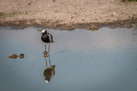 A Blacksmith lapwing standing in the water.