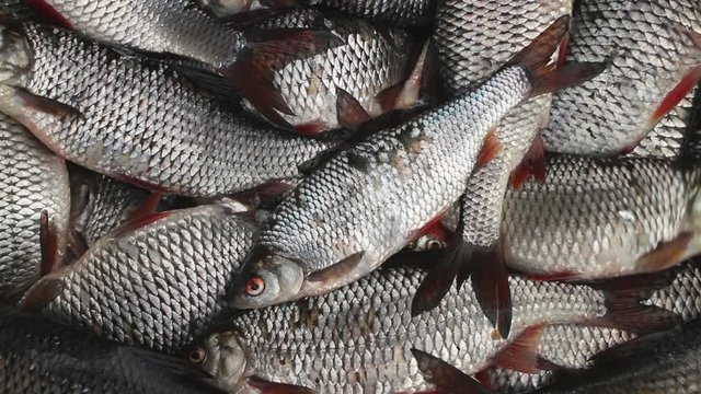 catch roach live fish successful Fishing