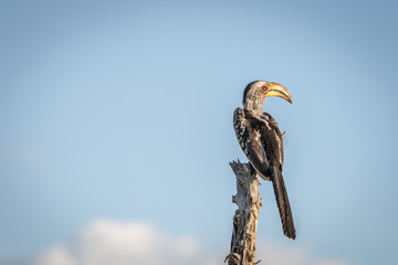 A Southern yellow-billed hornbill resting. © simoneemanphoto