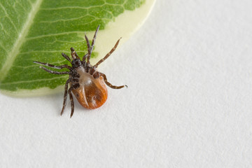Infectious deer tick from bottom side on green leaf and white background. Ixodes ricinus. Parasitic mite closeup. Acari. Dangerous insect parasite, carrier of encephalitis, Lyme disease or babesiosis.