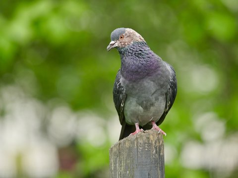 Pigeon biset perché de face, St James's Park, Londres