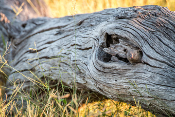 A Dwarf mongoose hiding in the tree.