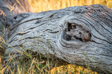 A Dwarf mongoose hiding in the tree.