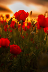Obraz premium Field of poppies on a sunset