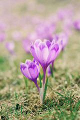 Beautiful violet crocus flowers growing on the dry grass, the first sign of spring. Seasonal easter background.