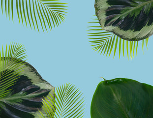 Fototapeta na wymiar palm leaf and green exotic tropical leave on blue background