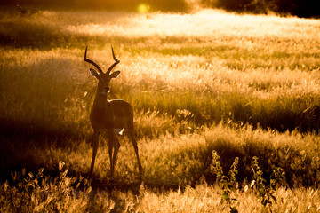 Silhouette of an Impala standing in the grass.