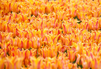 Orange tulips, background
