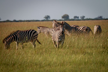 Fototapeta na wymiar A herd of Zebras eating the grass.
