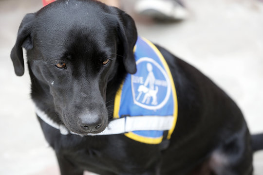 Blind person's help dog.