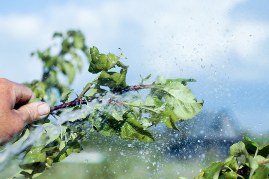 Removing pests off the branches with a high-pressure jet of water