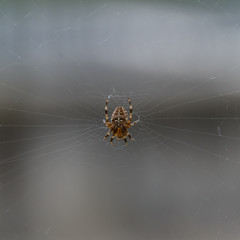 Spinne im Netz