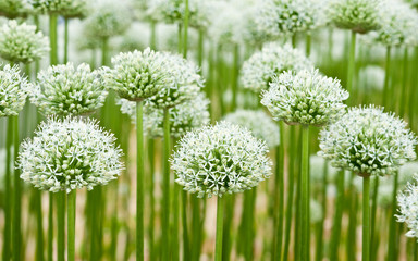 Allium (Mount Everest)