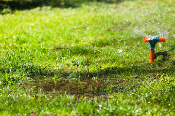 Garden sprinkler watering grass