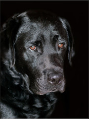 Labrador