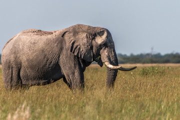 Obraz na płótnie Canvas An Elephant walking in the grass.